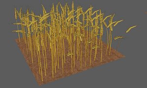 3D model wheat field