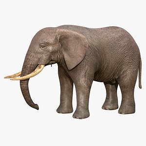 Realistic Elephant 3D model