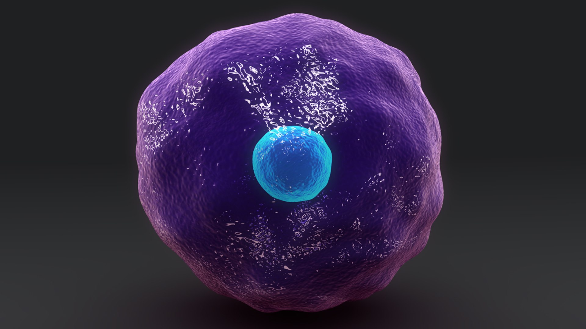 Cytotoxic T Cell 3d Obj