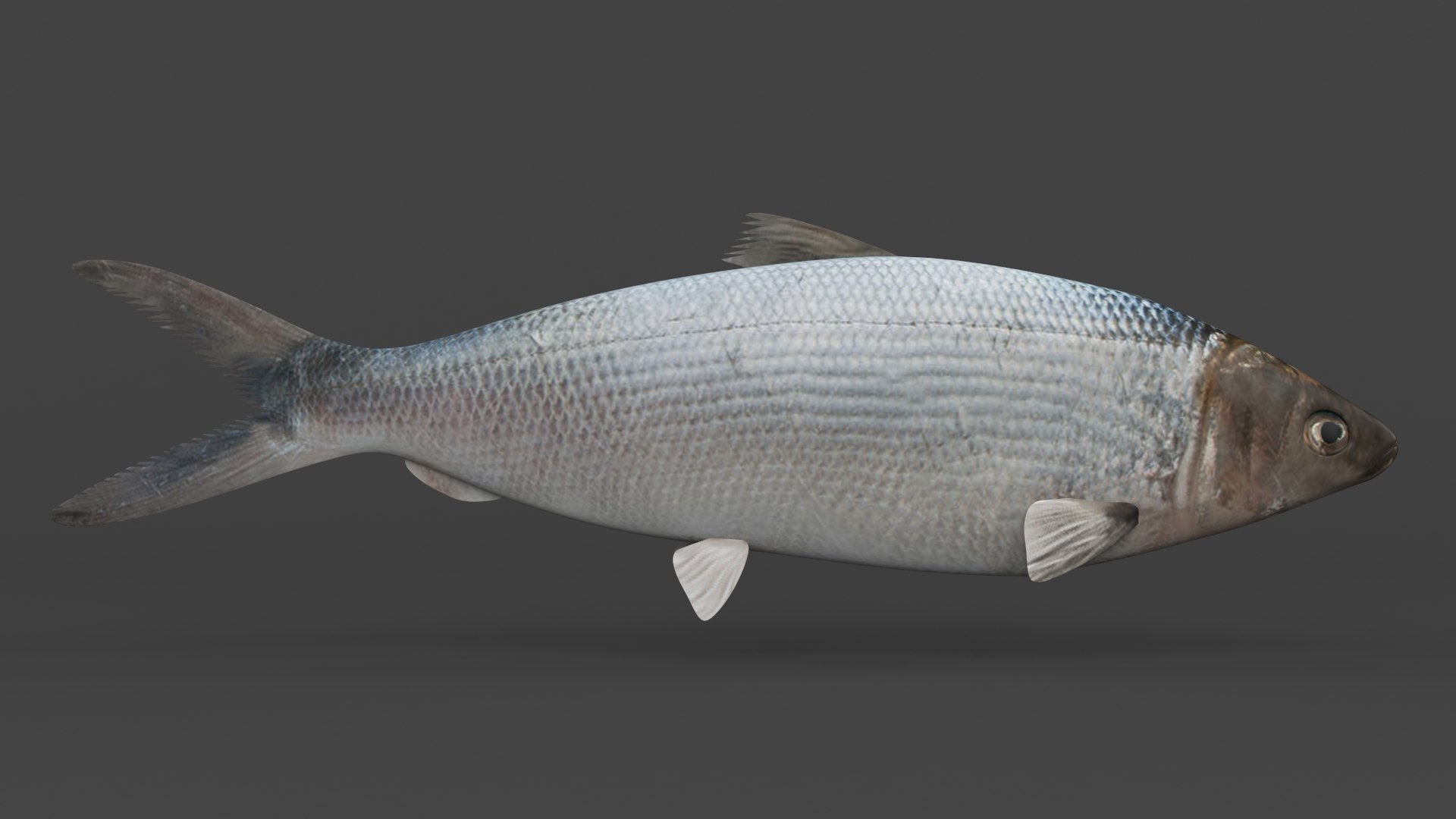 3D Milkfish https://p.turbosquid.com/ts-thumb/Mn/zhAGr6/Wp/00000/png/1672122992/1920x1080/fit_q87/cb8ddea25ab716539469ee6e9256141cad9f6e11/00000.jpg