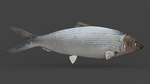 3D Milkfish