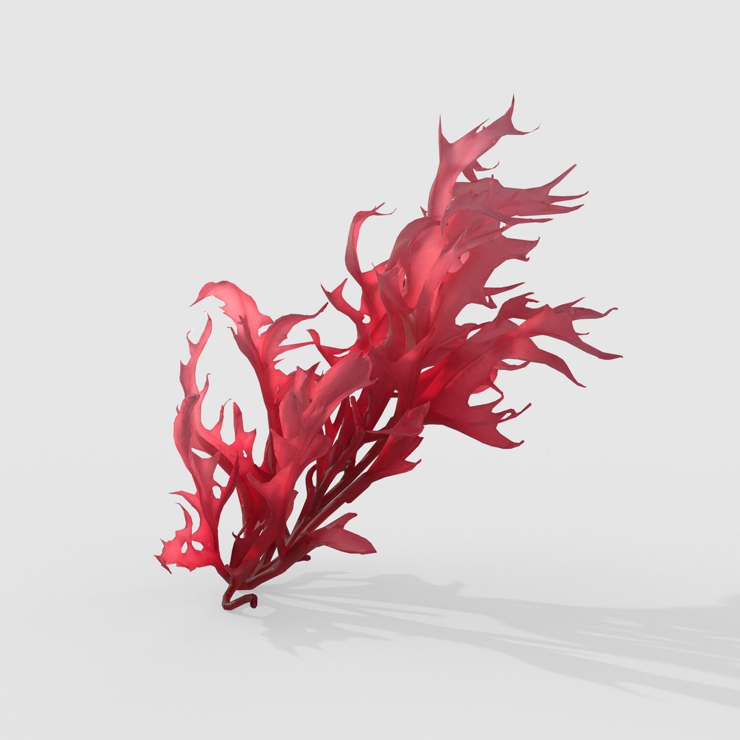 Seaweed V14 3D https://p.turbosquid.com/ts-thumb/Mo/BRbVHW/M6/5/jpg/1776586745/1920x1080/fit_q87/7454cd76035da9fddf79042c737dc814d923a622/5.jpg