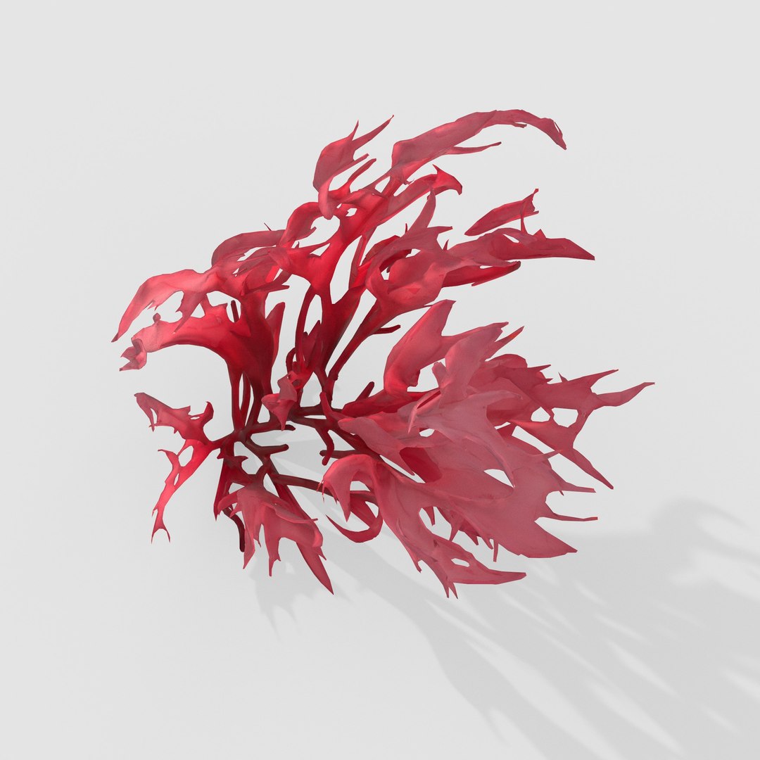 Seaweed V14 3D https://p.turbosquid.com/ts-thumb/Mo/BRbVHW/R0/6/jpg/1776586746/1920x1080/fit_q87/8456ad6b0175f989df538fcbe492b08621aa8545/6.jpg