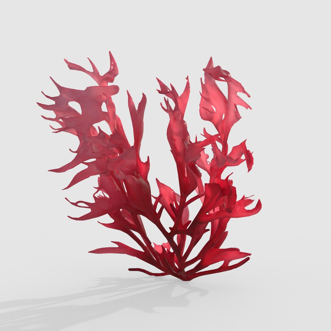 3D Photorealistic Seaweed Pack https://p.turbosquid.com/ts-thumb/Mo/BRbVHW/TT/3/jpg/1776586960/1920x1080/fit_q87/d5e37bfce8ca86b8f4a9b7145493807684e87122/3.jpg