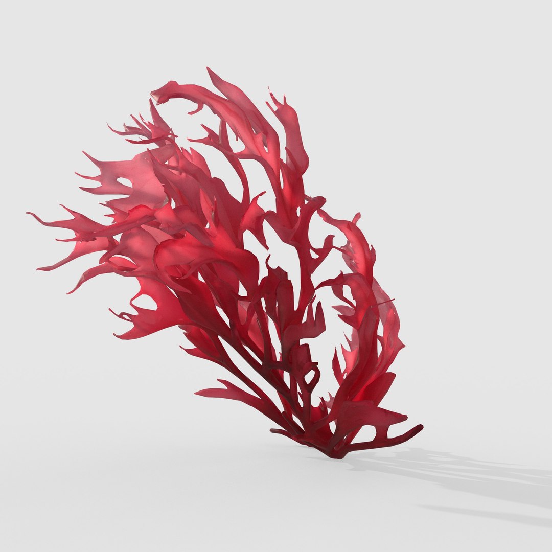 Seaweed V14 3D https://p.turbosquid.com/ts-thumb/Mo/BRbVHW/ZY/2/jpg/1776586748/1920x1080/fit_q87/a73bb065eb465e9a8400660b584c644d5c5cbdb6/2.jpg