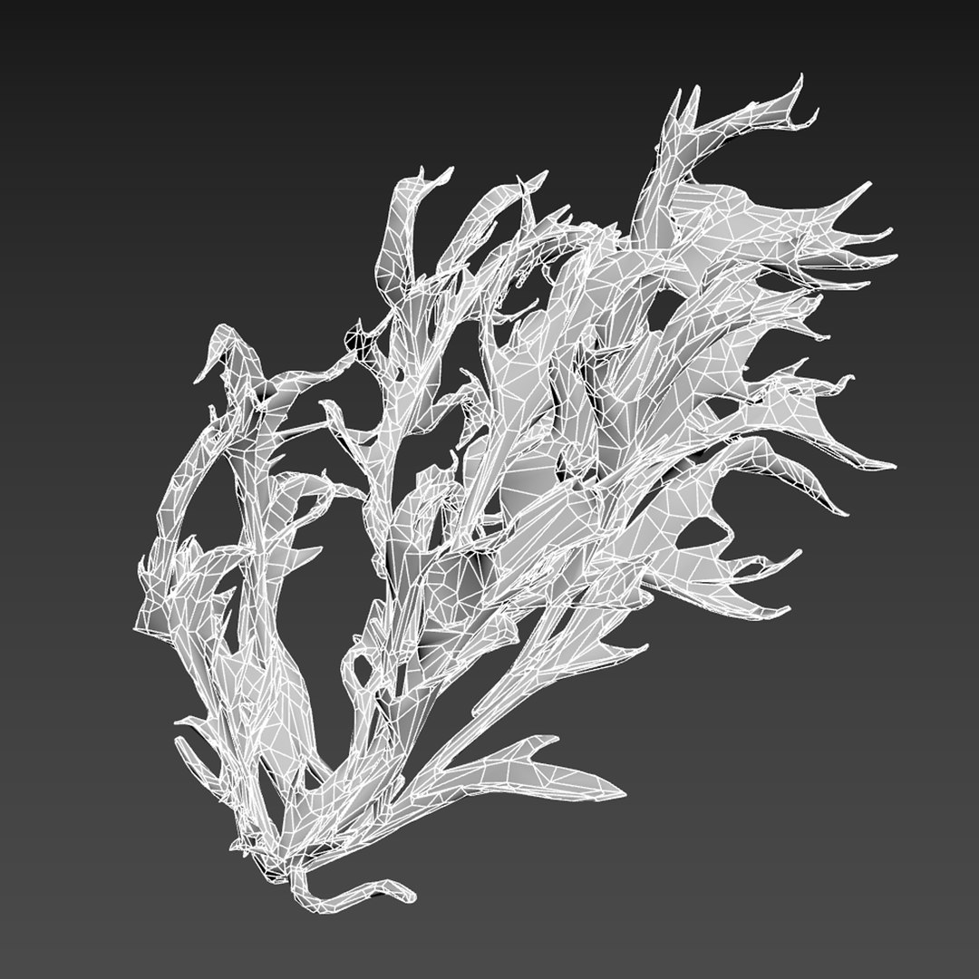 Seaweed V14 3D https://p.turbosquid.com/ts-thumb/Mo/BRbVHW/cv/wire/jpg/1776586747/1920x1080/fit_q87/c44901539b3540c32340a53e2136a62d6419a683/wire.jpg