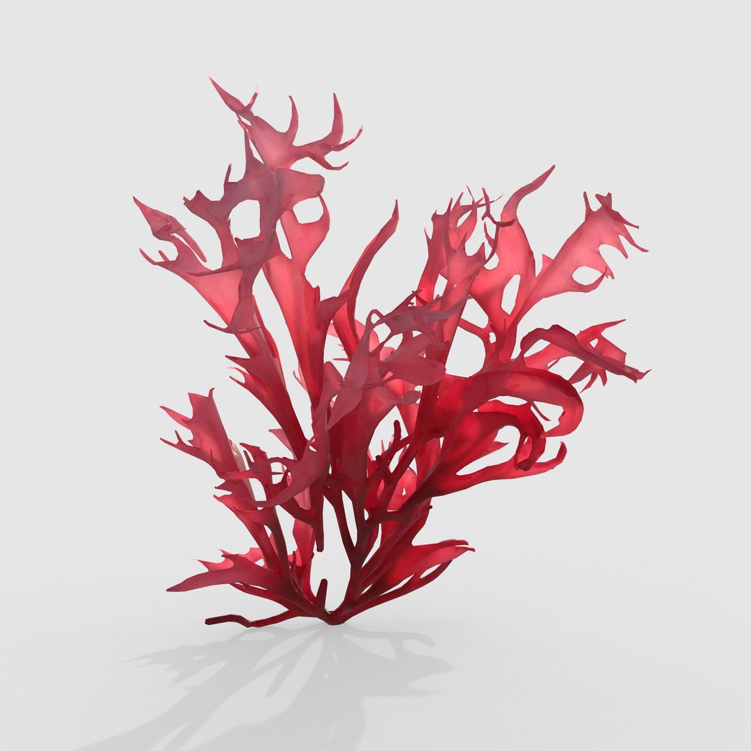 Seaweed V14 3D https://p.turbosquid.com/ts-thumb/Mo/BRbVHW/wG/4/jpg/1776586746/1920x1080/fit_q87/d2a23f2ce8fb23978da2f92b0908ca0ad29e7fea/4.jpg