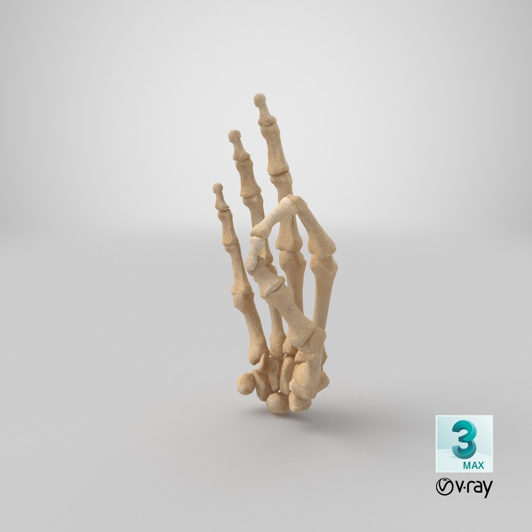 3D human hand bones hole model https://p.turbosquid.com/ts-thumb/Mo/DROss7/06bNnE3l/stemcell_max_vray_render/png/1605279950/1920x1080/fit_q87/dc4f5f8ecb5d7203b4759bdc0d81a94ba3097d70/stemcell_max_vray_render.jpg