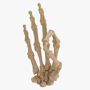 Real Human Hand Bones Hole Sign