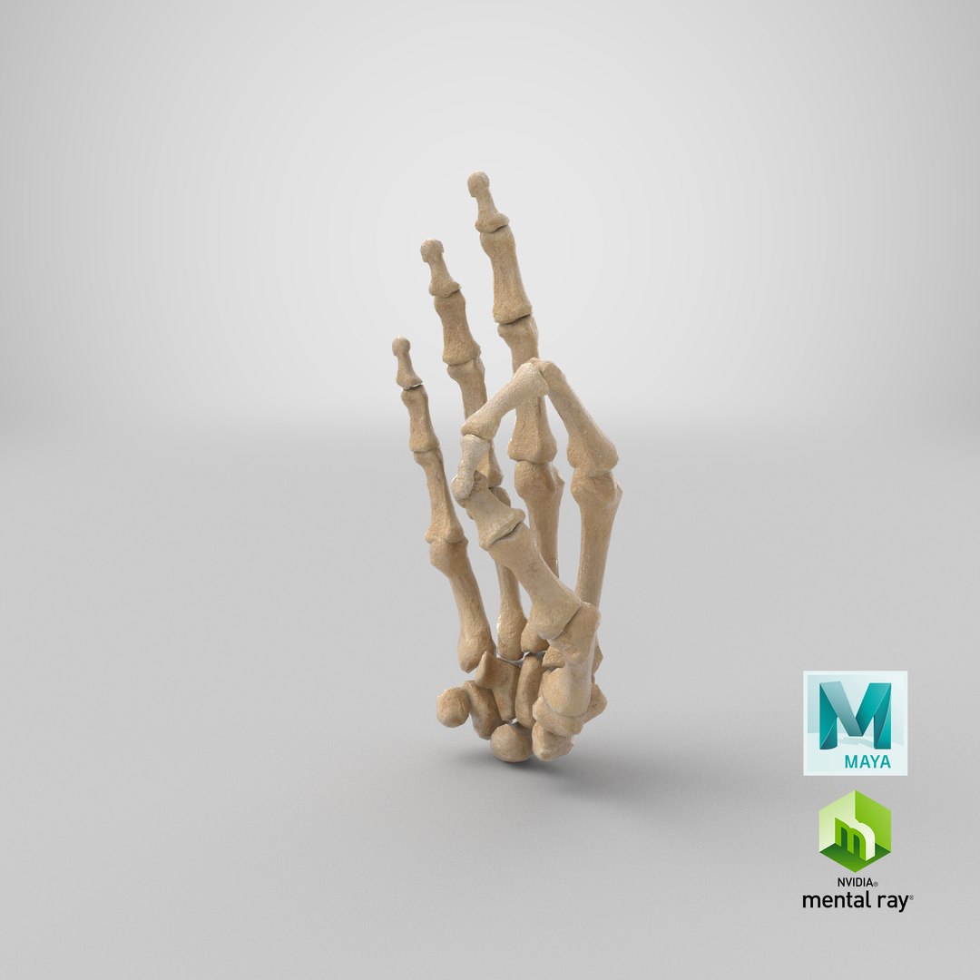 3D human hand bones hole model https://p.turbosquid.com/ts-thumb/Mo/DROss7/QLnu5KKs/stemcell_maya_mental_ray_render/png/1605279967/1920x1080/fit_q87/3832eec26ee1148894a3611501d45a7b4e7bcb4c/stemcell_maya_mental_ray_render.jpg