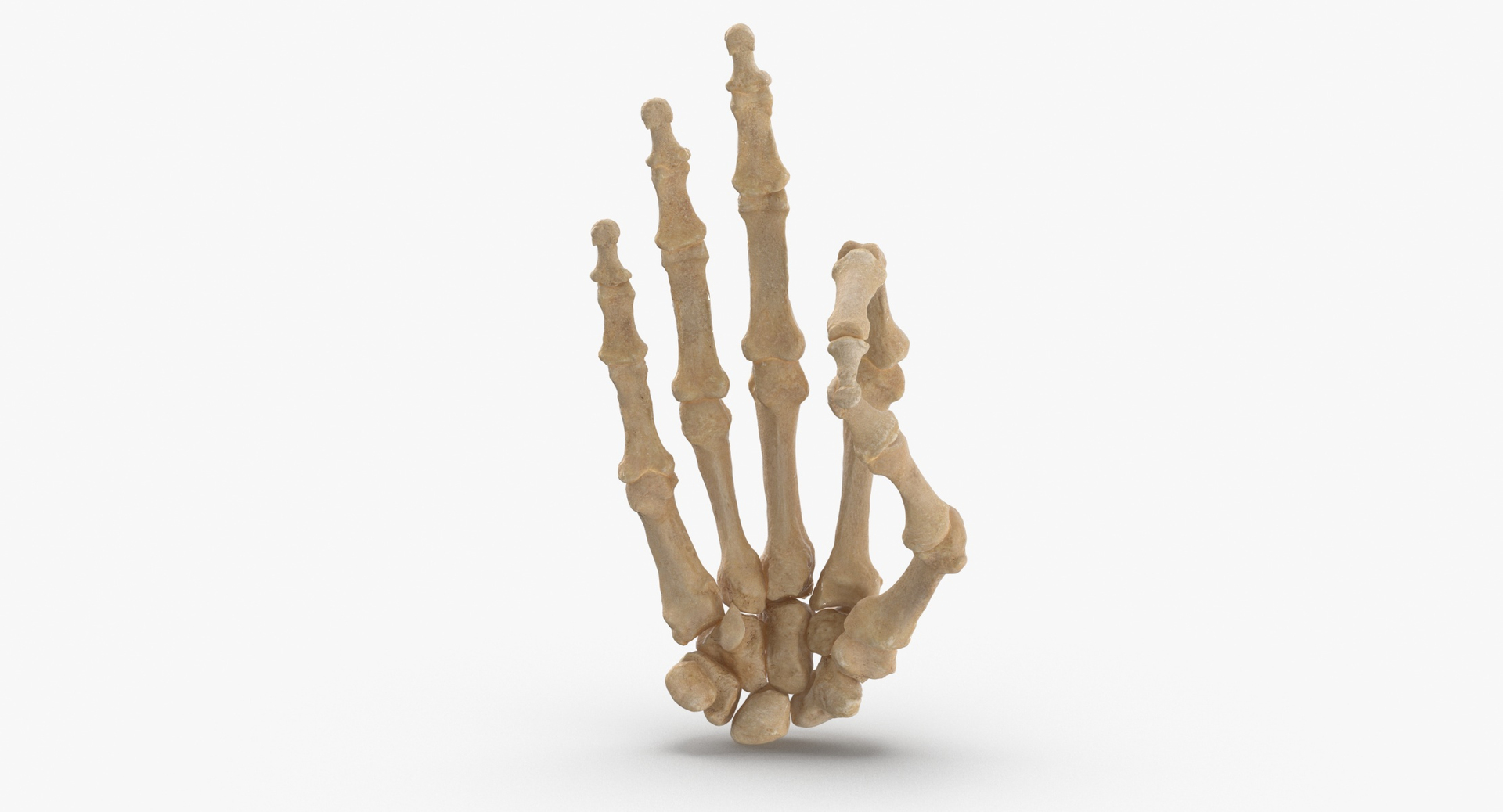 3D human hand bones hole model https://p.turbosquid.com/ts-thumb/Mo/DROss7/U5X3Hnnj/0000/jpg/1597827481/1920x1080/turn_fit_q99/c68f5d3fdbcbb77f8be9dcc039e89976767eb324/0000-1.jpg