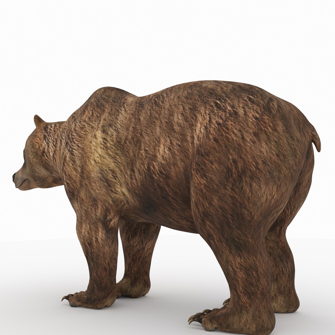 animal beast mammal 3D model https://p.turbosquid.com/ts-thumb/Mo/Kt58C9/1y9lq8IO/baer13/jpg/1568315082/1920x1080/fit_q87/c3f251672cab44f9bff10aecdcbf4ed6643b77fe/baer13.jpg