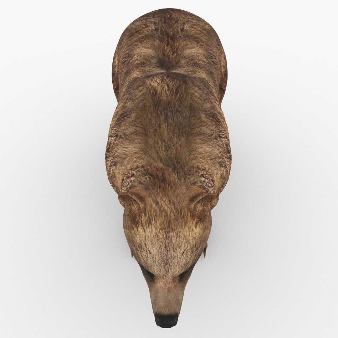 animal beast mammal 3D model https://p.turbosquid.com/ts-thumb/Mo/Kt58C9/eNeyCK0r/baer15/jpg/1568315082/1920x1080/fit_q87/e05665126bbf896dbde2def4d139fd56315d1e12/baer15.jpg