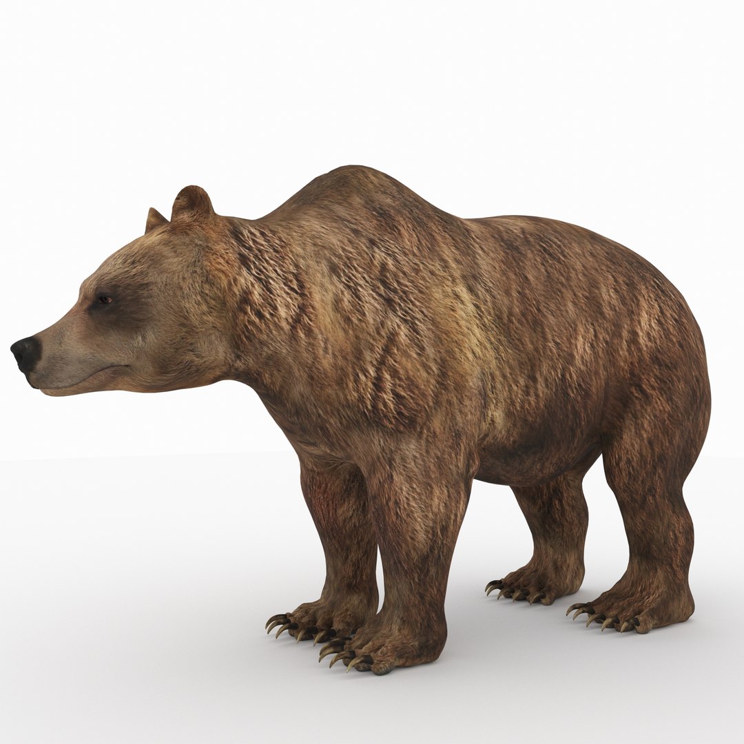 animal beast mammal 3D model https://p.turbosquid.com/ts-thumb/Mo/Kt58C9/nMkGaGJv/baer12/jpg/1568315082/1920x1080/fit_q87/9126b3ab9efec72763d7d773a5bf6d1b05a46e61/baer12.jpg