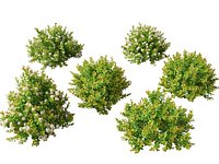 Spiraea betulifolia Tor Gold - Birchleaf spirea
