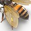 insects beetle ant honey bee 3ds