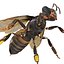 insects beetle ant honey bee 3ds