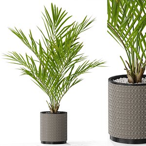 Plants collection 580 3D
