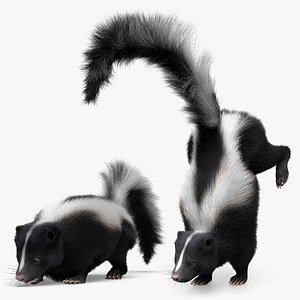 American Striped Skunk Fur Animated Rigged For Blender Collection