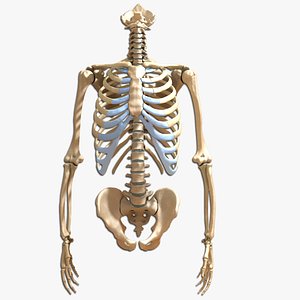 Ultimate Human Torso and Arms Skeleton