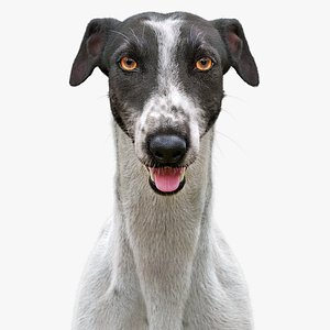 3D realistic greyhound fur model