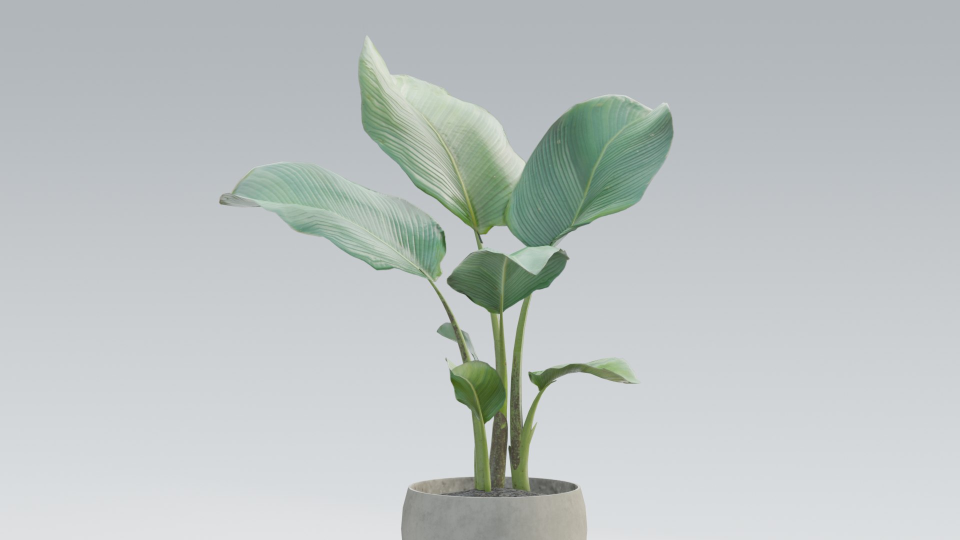 3D plant pack https://p.turbosquid.com/ts-thumb/Mo/uLA1E4/BF/0002/png/1614079842/1920x1080/fit_q87/264ba9f2791ba8e0f1a76ef334e940fe89bc811a/0002.jpg
