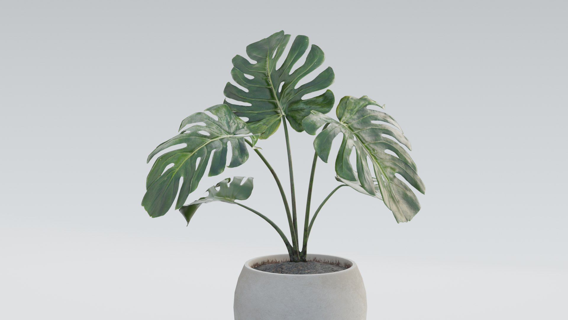 3D plant pack https://p.turbosquid.com/ts-thumb/Mo/uLA1E4/CI/0008/png/1614079858/1920x1080/fit_q87/b9660666f92d70a2e9d58d7ab0014fea50cdc2ea/0008.jpg