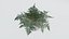 Pacote de Plantas 01