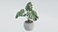 Pacote de Plantas 01