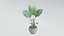 Pacote de Plantas 01