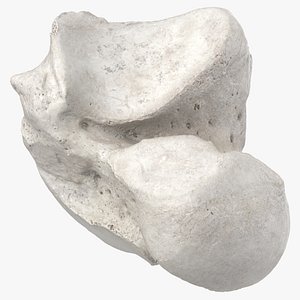 Real Talus Bone 01 White1