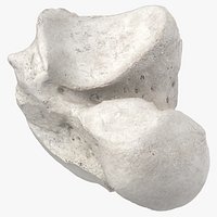 Real Talus Bone 01 White1