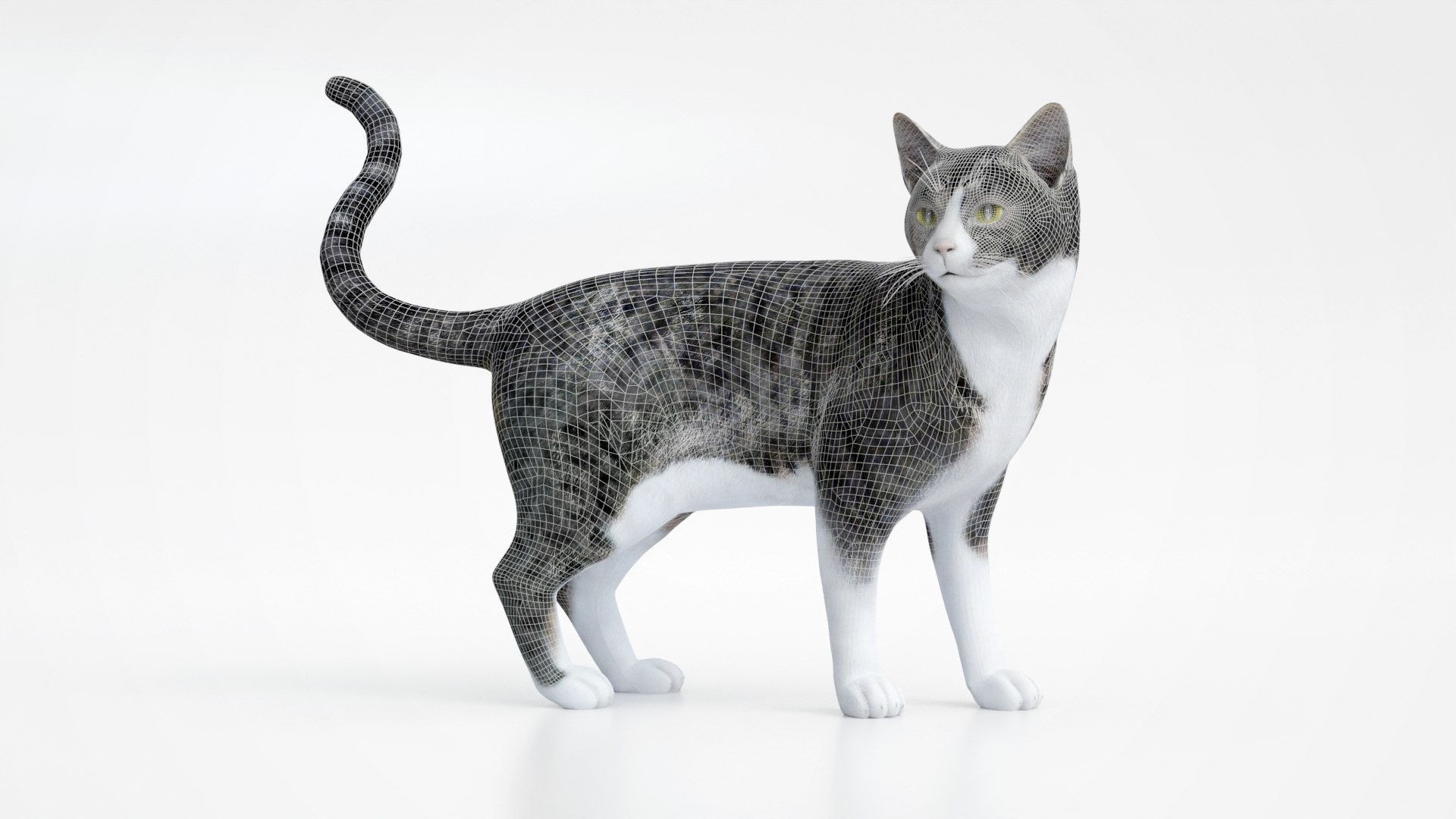 3D Realistic Cat https://p.turbosquid.com/ts-thumb/Mo/wUSF93/3C/wire/png/1666314664/1920x1080/fit_q87/e3b039d461d1cdd3afff6fc5a17629f4f8730488/wire.jpg