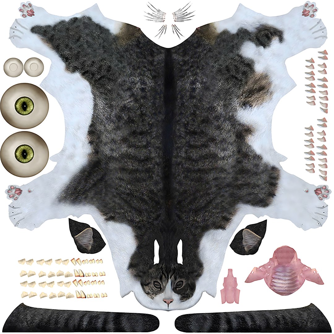 3D Realistic Cat https://p.turbosquid.com/ts-thumb/Mo/wUSF93/On/uvs/png/1666314664/1920x1080/fit_q87/6382ad762a18d8d81adee86aea9aef049e363a48/uvs.jpg