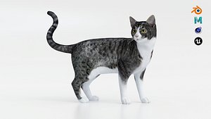 3D Realistic Cat