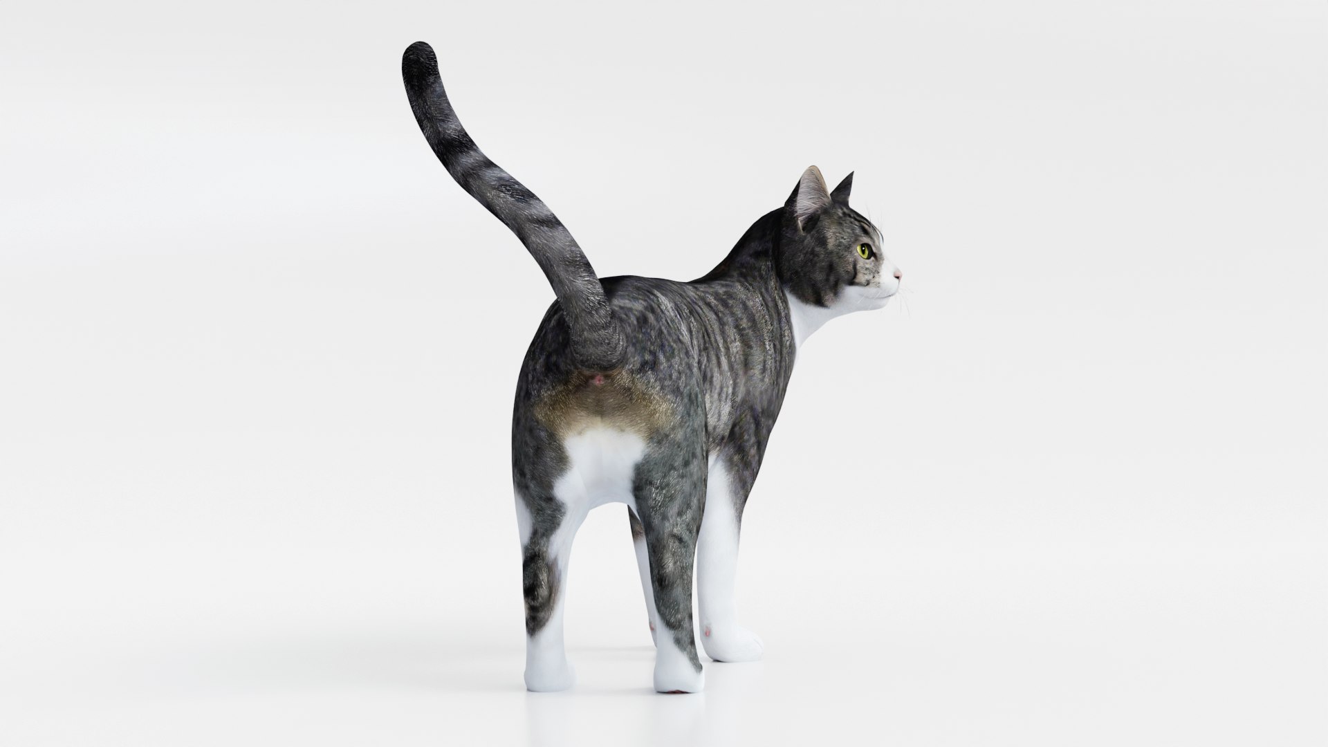3D Realistic Cat https://p.turbosquid.com/ts-thumb/Mo/wUSF93/kG/2/png/1666314662/1920x1080/fit_q87/cd70b9a6ca25dd448ec9e12176afd35dc6be971a/2.jpg