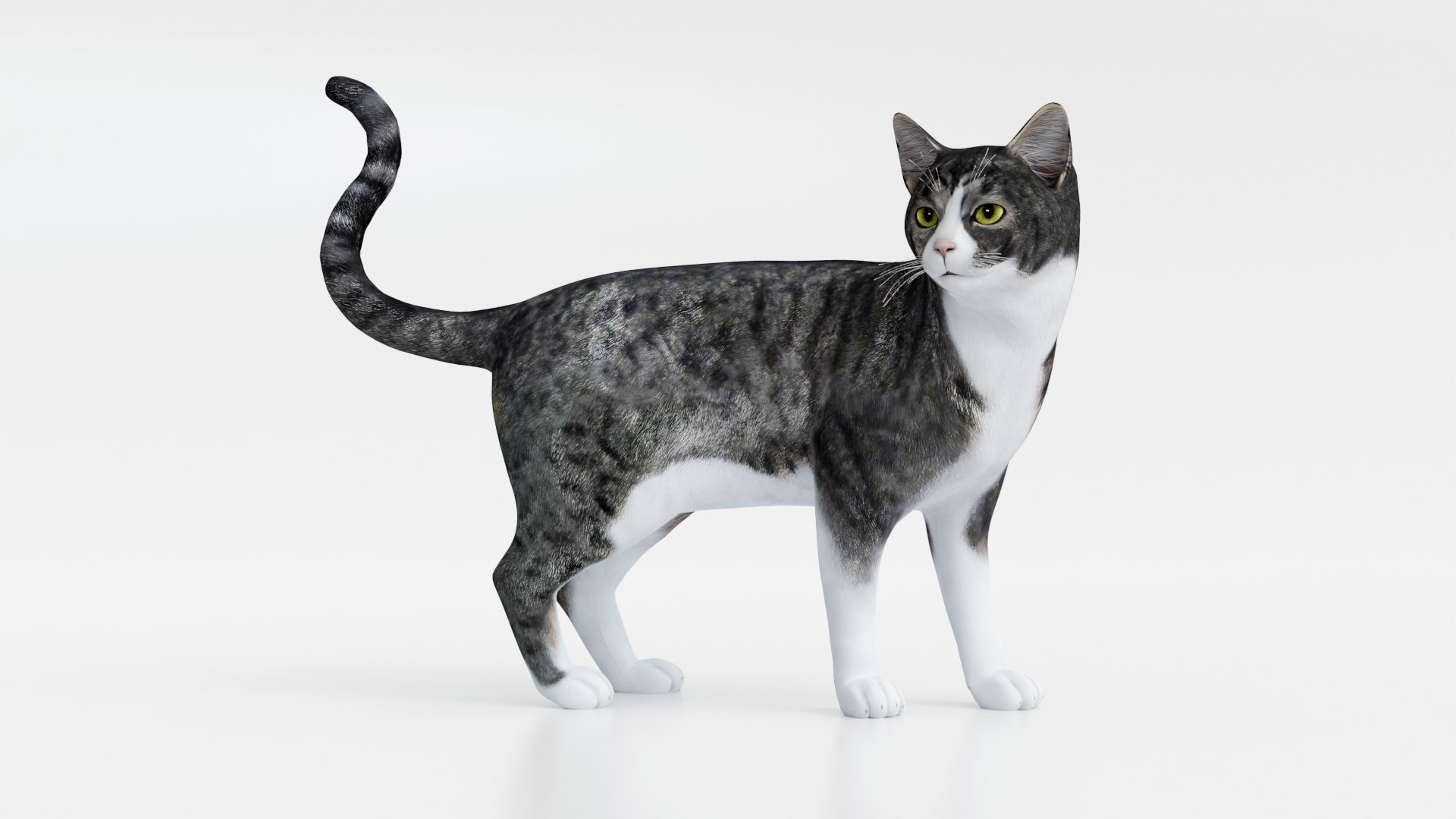 3D Realistic Cat https://p.turbosquid.com/ts-thumb/Mo/wUSF93/wb/1/png/1666314662/1920x1080/fit_q87/16c28cff7332857374fb766ecf3a34e35a7625d9/1.jpg