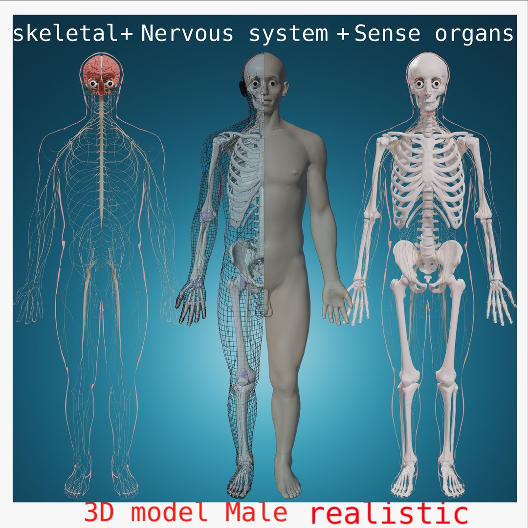 3D Model Nervous System Sense Organs Skeletal Skeleton Anatomy Body ...