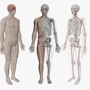 Nervous system  Sense organs skeletal skeleton anatomy body human male female human eyes human eye