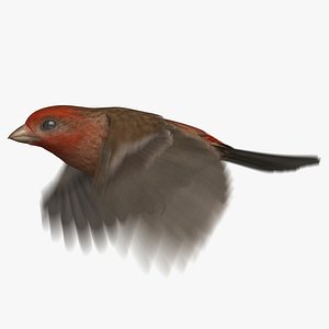 3D model house finch animation 2