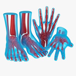 hand foot anatomy 3d model