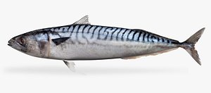 3D mackerel model