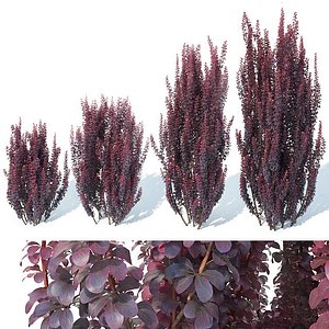 3dsmax barberry aurea