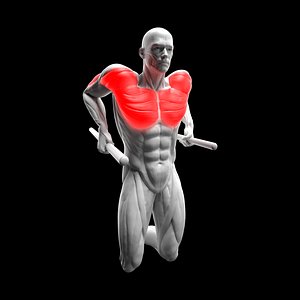 3D model Parallel Bar Dips
