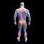 Parallel Bar Dips