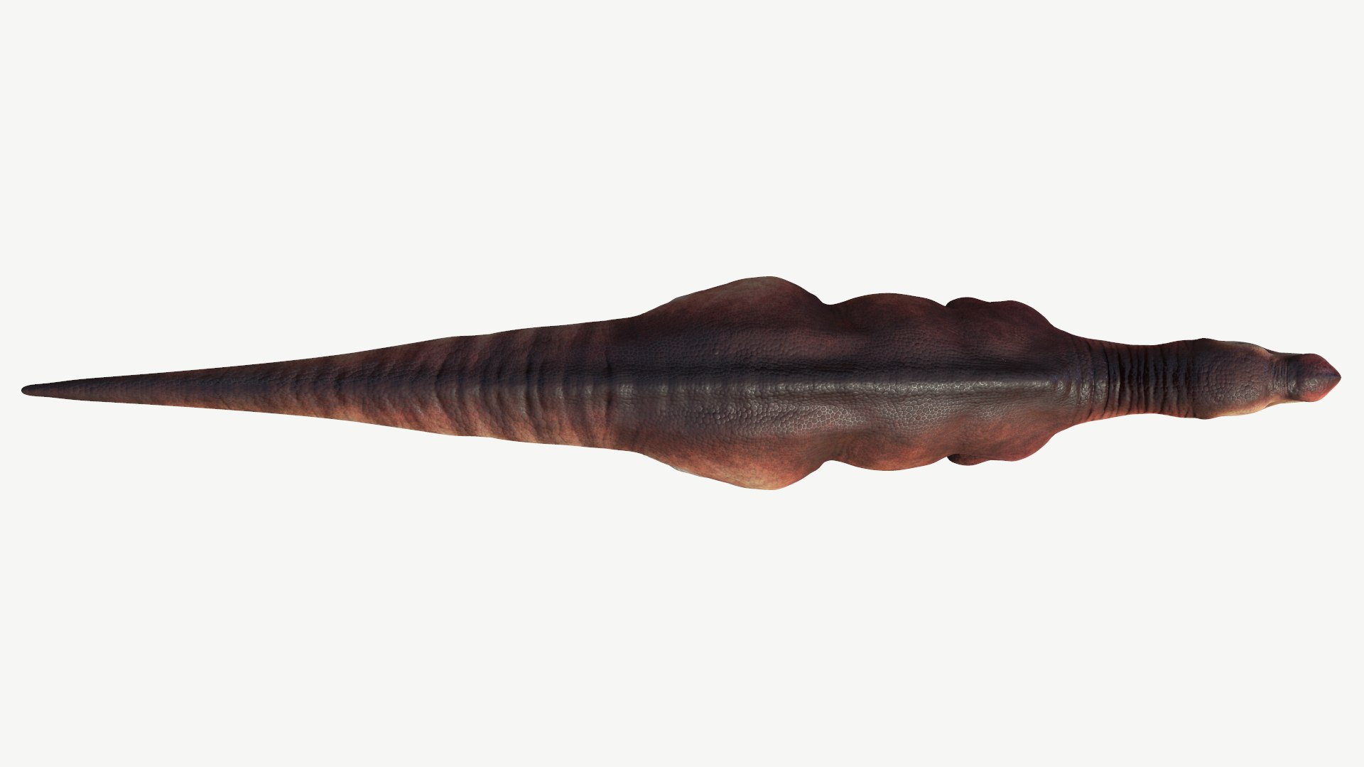 muttaburrasaurus 3D model https://p.turbosquid.com/ts-thumb/Mp/liAjDL/D7/4/png/1728454483/1920x1080/fit_q87/0f226be0eefb033abc1ca52ae88c197f7458bcbb/4.jpg