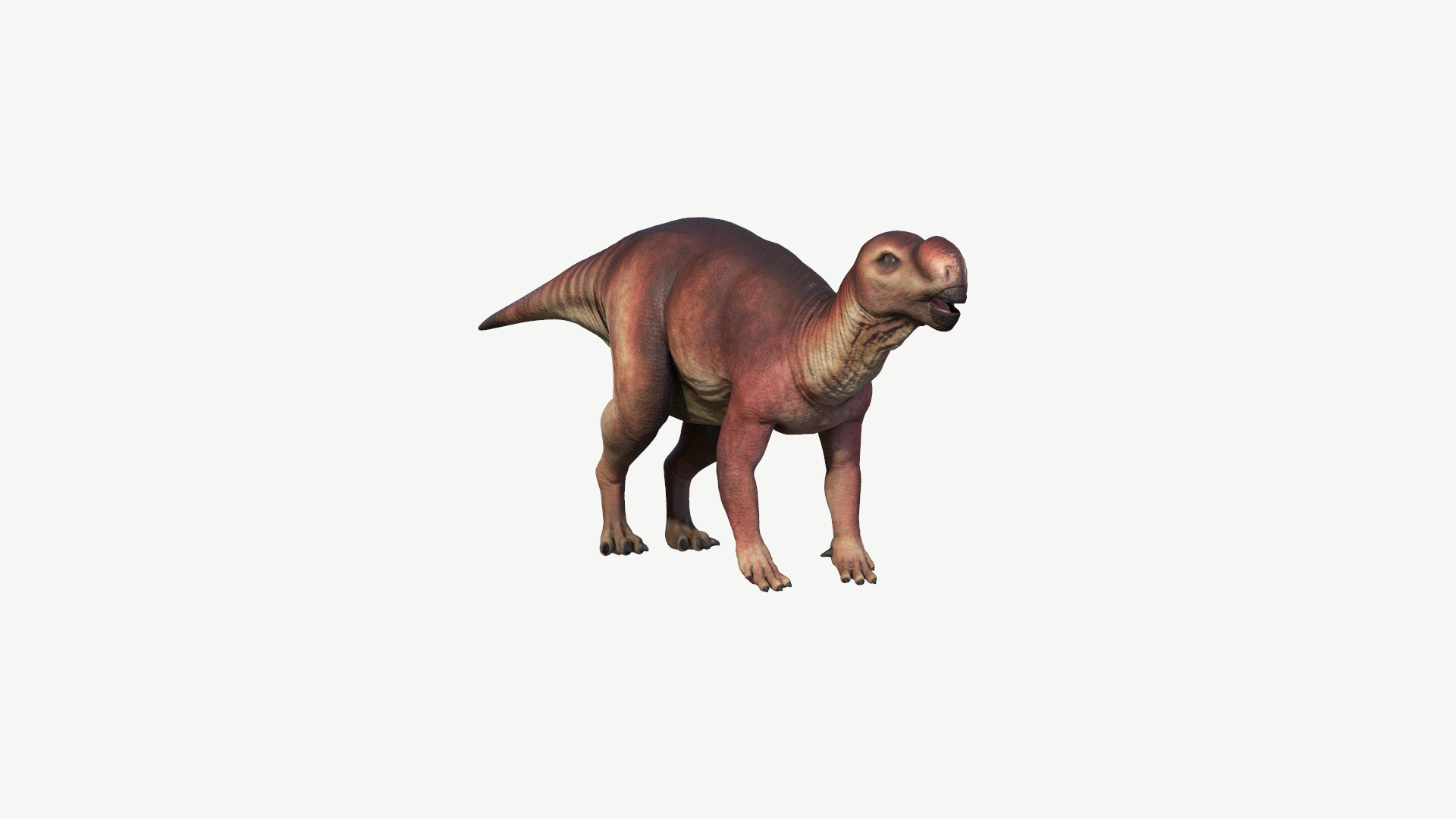 muttaburrasaurus 3D model https://p.turbosquid.com/ts-thumb/Mp/liAjDL/eb/muttaburrasaurus/jpg/1728454522/1920x1080/turn_fit_q99/3e1f78a5e0fe9b2b5750661182e3140a613621ea/muttaburrasaurus-1.jpg