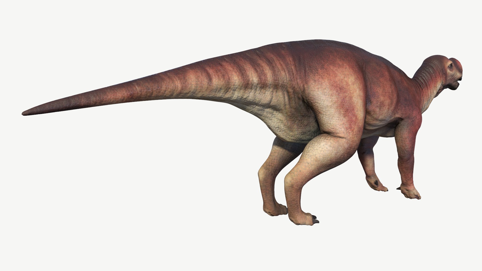 muttaburrasaurus 3D model https://p.turbosquid.com/ts-thumb/Mp/liAjDL/kH/3/png/1728454482/1920x1080/fit_q87/3036b8221cfd51477a94212ef14c0b24e68e0462/3.jpg
