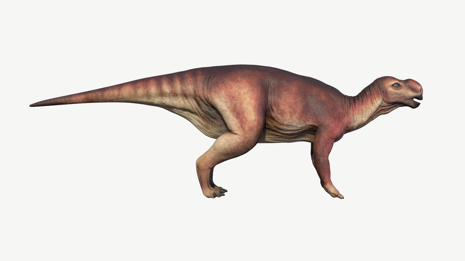 muttaburrasaurus 3D model https://p.turbosquid.com/ts-thumb/Mp/liAjDL/wQ/2/png/1728454481/1920x1080/fit_q87/06f5520a8d683a3047a1f95dc6b93eea7fdb53cc/2.jpg