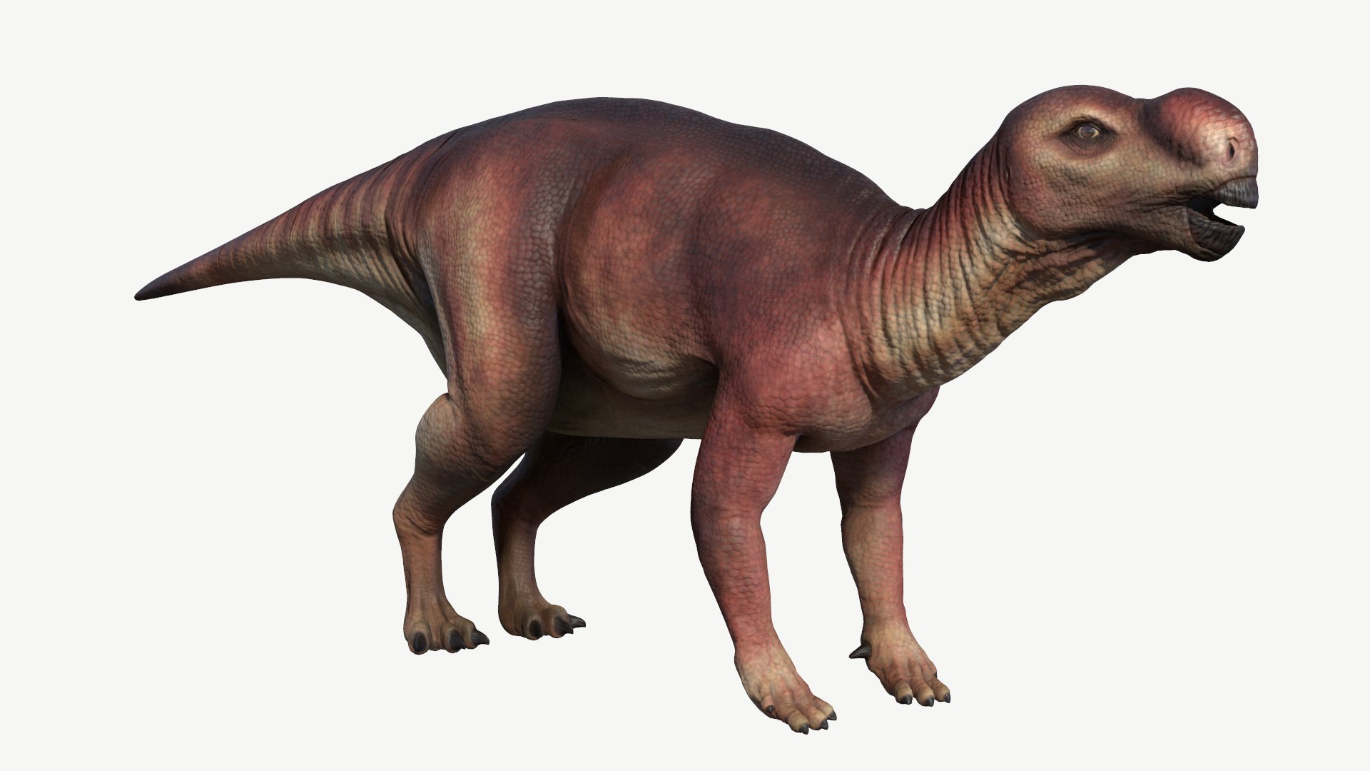 Muttaburrasaurus 3d Model - Turbosquid 1164480